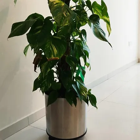 Apartmán Pearl *
